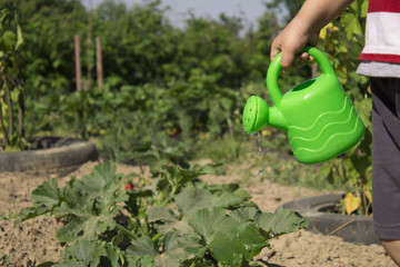 Fototapeta premium the child pours flowers from the watering can