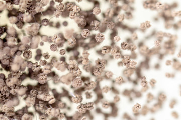 Rhizopus (bread mold) is a genus of common saprophytic fungi,Rhizopus (bread mold) under the microscope. 	