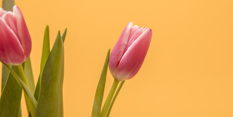 tulip flowers background 