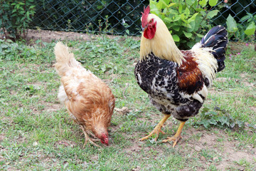 Galo e galinha