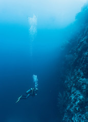 Underwater view of diver exploring coral reef at the Tubbataha Reefs Natural Park, Cagayancillo, Palawan, Philippines