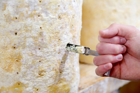 Cheese maker coring a stilton to check mould formation, close up of hand
