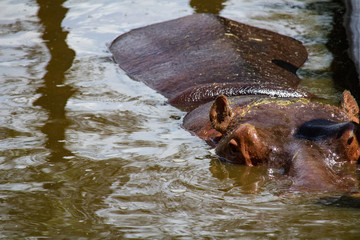 Portrait of hippopotamus in water, close-up photo