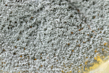 Backgrounds of Penicillium, ascomycetous in petri dish for well as food and drug production.
