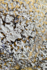 Backgrounds of Penicillium, ascomycetous in petri dish for well as food and drug production.