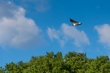 Seagull on a background of dramatic sky and trees