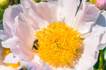 Wasp on a beautiful peony flower, close-up, macro
