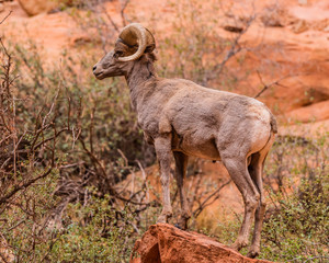 Desert Big Horn