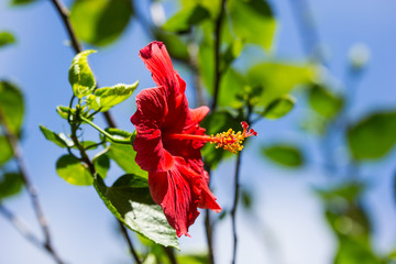 Fototapete bei efototapeten.de bestellen   