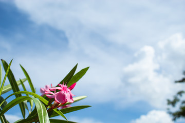 Pink Nerium oleander L. flower with a bright blue sky.