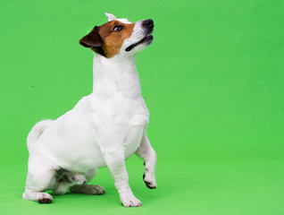 Jack Russel Terrier dog looking at a green background