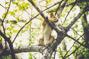 Squirrel sitting on a tree