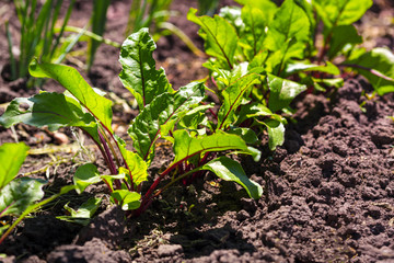 beets growing in the garden