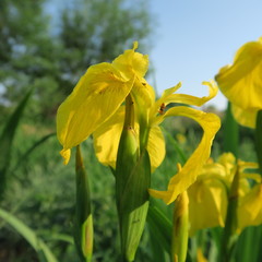 yellow flowering iris pseudacorus, a pond margin or bio clarified pond