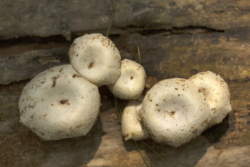Mushroom, Gurjee, Tripura , India