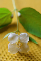 Fototapeta na wymiar Small branch of philadelphus coronarius with one white beautiful flower with four petals on bright yellow background at shallow depth of field.