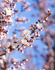 tree flowers at branches. Blue sky background. Soft light exposure.