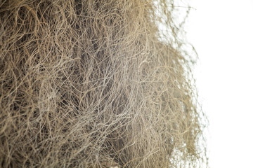 coccothrinax crinita becc flower line background