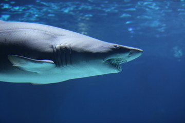 Obraz premium Акула