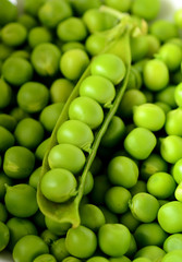 Fresh  organic green peas