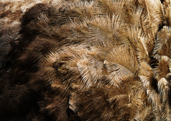 ostrich feather background
