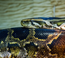 big snake python