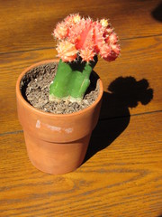 Moon cactus (Gymnocalycium mihanovichii) with orange flower on a wooden table 