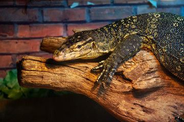 Fototapeta premium lizard on a branch