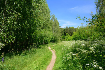 Fototapeta na wymiar Beautiful footpath in the summer forest.