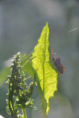 insect on a beautiful flower closeup