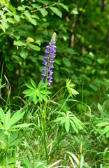 Lupinus, commonly known as lupin or lupine flower.