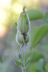 ants on a close-up flower