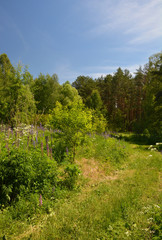 Beautiful forest with blooming meadow and pine trees.