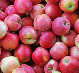 background of apples freshly harvested in the orchard