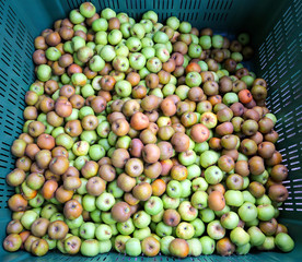 apples in the box for sale in the market