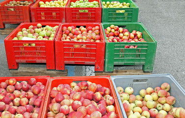 boxes of fruit with the ripe apples