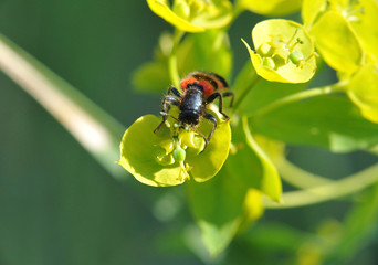 insect on a beautiful flower closeup