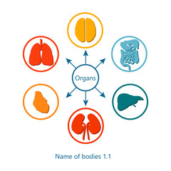 Name of Bodies and Organs Vector Illustration