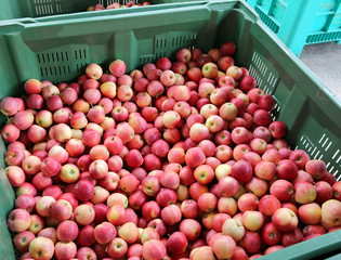 red apples inside the container for sale