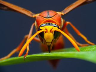 Insect Hunter macro Ceriana wasp,Wasp-mimic Hoverfly.