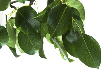 green leaf isolated on white background