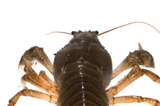 crayfish isolated on white background