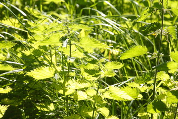 Brennesselblätter, Brennnessel, Urtica dioica