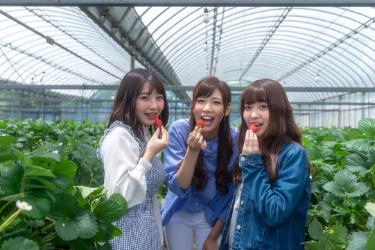 いちご狩りイメージ 女子旅 インスタ映え