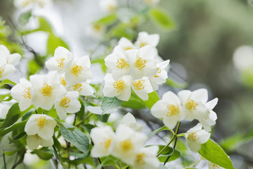 Jasmin tree blooming at mid spring. Close-up, selective focus, no people,