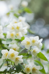 Naklejka premium Jasmin tree blooming at mid spring. Close-up, selective focus, no people,