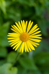 Санкт-Петербург, Городские цветы.