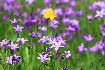 Wild flowers on meadow