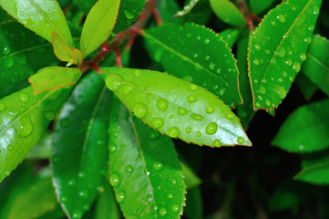 Gotas de agua en hojas de aligustre japones