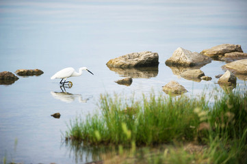 Fototapeta na wymiar The Heron fishing in the lake. Little Egret (Egretta garzetta).